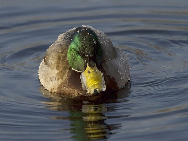 Sinisorsa, Mallard, Anas platyrhynchos